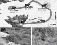 水牛发飙跑出牛棚 特警连开10多枪击毙“惊?！? class=