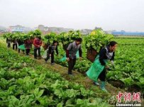 蔬菜滞销“菜贵伤民、菜贱伤农”菜农为少赔钱铲掉