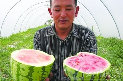 “石头瓜”瓜皮足足有1.5厘米厚。