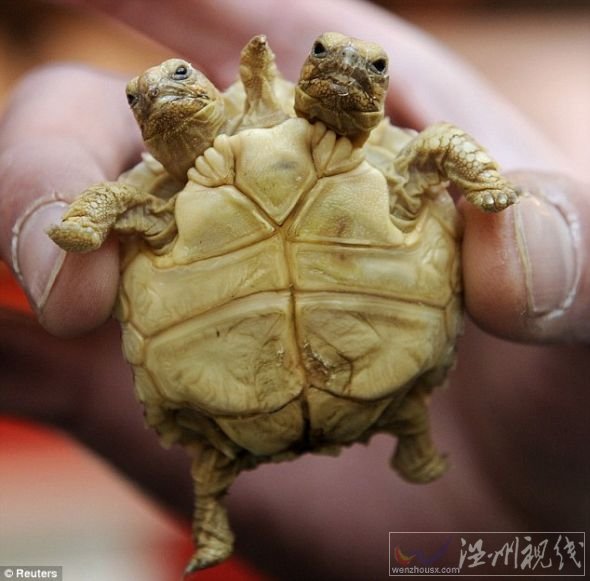 这是在斯洛伐克出生的一只非洲盾臂龟，它现在7周大，左边的脑袋叫马德佳，右边的脑袋叫伦卡