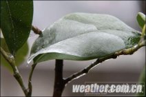 贵州冻雨 22日贵州的冻雨分布在贵阳、安顺、威宁等
