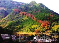 温州文成红枫古道 温州