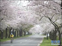3月23日华盛顿樱花节开幕 真是?；诺暮锰炱? class=