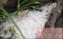 郑州下冰雹了 昨天郑州天气雷电加霰与冰雹动静很大