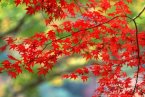 今年中秋节前一周楠溪江的天气情况