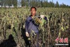 张家口连续两次遇低温冷冻灾害 使张家口农作物受灾