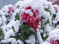 齐齐哈尔下雪了吗 2012年10月17日齐齐哈尔下雪了