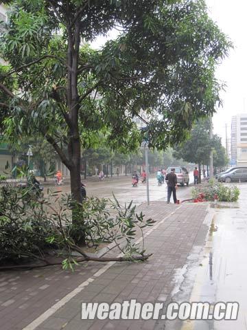 南宁市早晨短时雷雨大风天气，被大风吹断的树枝（郭媛/摄）
