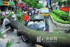 广州大风折断路边有一棵大树砸中轿车 所幸车上人员