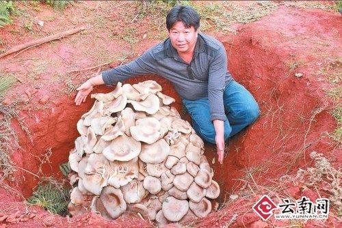 世界最大蘑菇，云南玉溪发现野生食用菌巨大口蘑重达82.8公斤