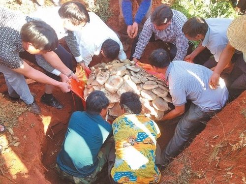 世界最大蘑菇，云南玉溪发现野生食用菌巨大口蘑重达82.8公斤