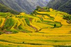 稻谷图片 永嘉山里的稻谷成熟了 摄影师大之拍摄的