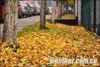重庆银杏黄了 2013年11月24日重庆市最低气温可能跌至