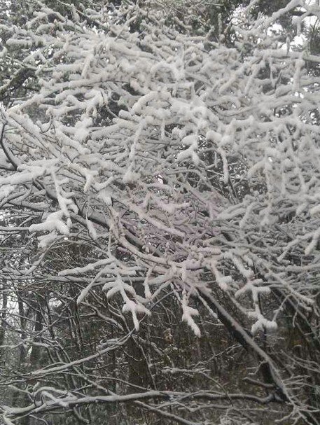 浙江下雪了，2013年冬季浙江湖州安吉第一场雪