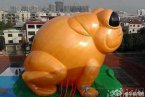 中山大黄蛙图片 广东中山沙溪镇惊现一只大黄蛙