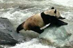 黑水河自然?；で⑾忠吧笮苊?大熊猫还有野生的