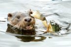 螃蟹勇斗水獭 水獭欲袭击螃蟹反被螃蟹钳住眼睛