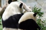 南京动物园大熊猫心律不齐 因大妈跳广场舞太吵