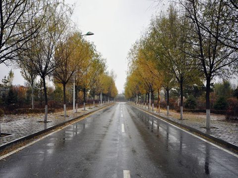 南方树叶还很绿，内蒙古已经秋叶落尽