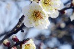 南京梅花山赏梅攻略 明天南京天气多云梅花山赏梅最