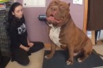 世界最大斗牛犬体重158斤