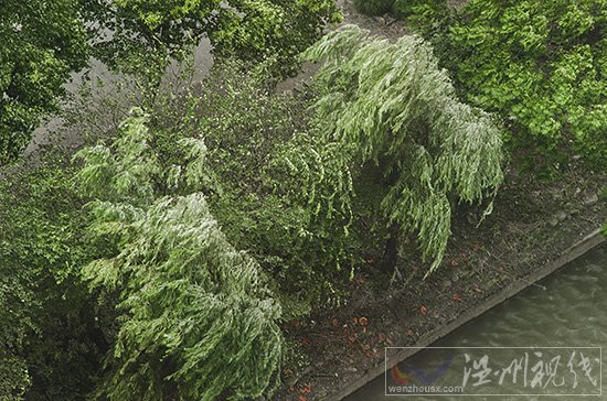 温州刮台风不下雨，天气还很好。