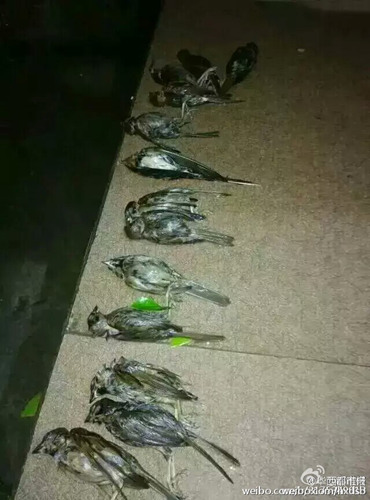 图为被砸死的燕子和麻雀。