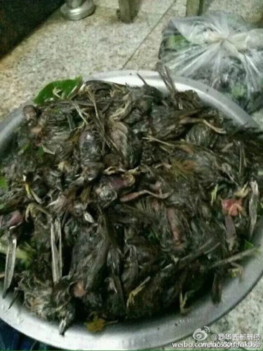 有网友发图捡到一大盆被砸死的鸟儿。