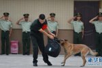 警犬与退伍老兵告别 老兵退伍警犬舍不得咬住行李不