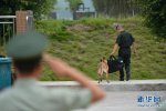 老兵退伍警犬不放 难分难舍战友情！