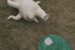 胡巴雕像头发被揪 公园一个胡巴雕像头发被揪