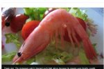 青岛大虾上bbc 青岛大虾宰客成bbc头条