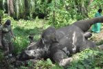 印尼一头大象触电死亡