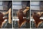 泰国猩猩自制吊床视频 泰国一只红毛猩猩自制吊床过