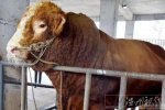 四川泸州现牛王体重近2吨