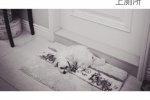 伊能静嫉妒爱犬 伊能静微博晒秦昊和爱犬的照片