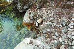 村民偶遇熊猫喝水 陕西佛坪自然?；で? class=