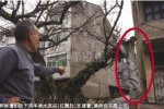 永嘉河屿村古榕树被撞索赔21万