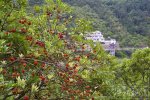 永嘉杨梅采摘活动报名 6月7日上午楠溪江