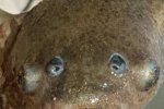 澳洲惊现四眼生物 这动物看起来像四眼鱼