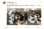 给狗买iphone7王思聪