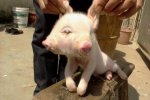 母猪产下双头怪兽 双头猪两张嘴都能吃喝