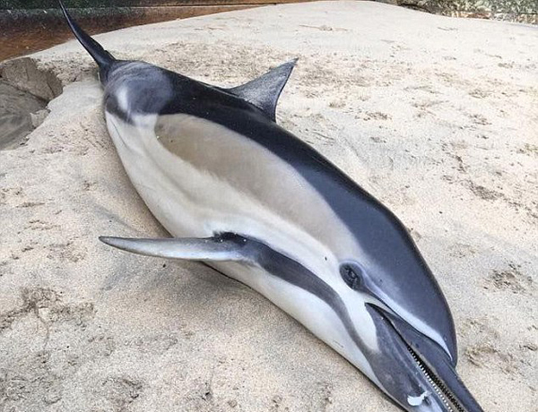 英国海滩频现海豚尸体