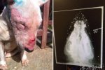 狗脑袋内嵌50颗子弹 能活下来真是奇迹