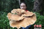 云南现神秘蘑菇 是毒蘑菇