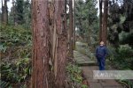 四川松鼠成灾 鼓励林区居民消灭松鼠