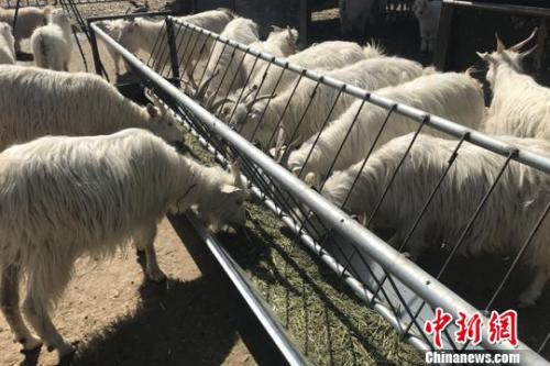 羊肉价格坐上火箭：北京羊肉涨价，12月涨到38元一斤了，北京羊肉还算便宜的，温州乡下一些菜市场卖的本地羊肉，去年就卖到60多元一斤了，到农村养殖户买黑山羊价格更贵，要75元一斤，过年还会涨价。</