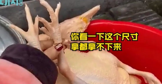 过年杀鸡竟找到丢失多年的金戒指 戴在“鸡脚”上还挺合适！