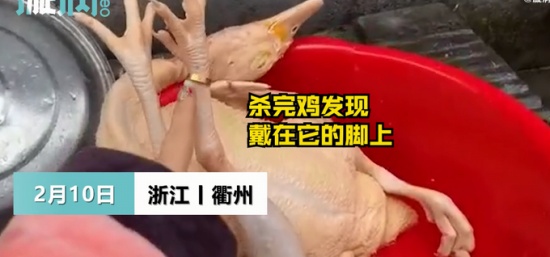 过年杀鸡竟找到丢失多年的金戒指 戴在“鸡脚”上还挺合适！