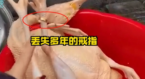 过年杀鸡竟找到丢失多年的金戒指 戴在“鸡脚”上还挺合适！